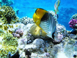 Threadfin butterflyfish.depth 1-35m by Yakout Hegazy 